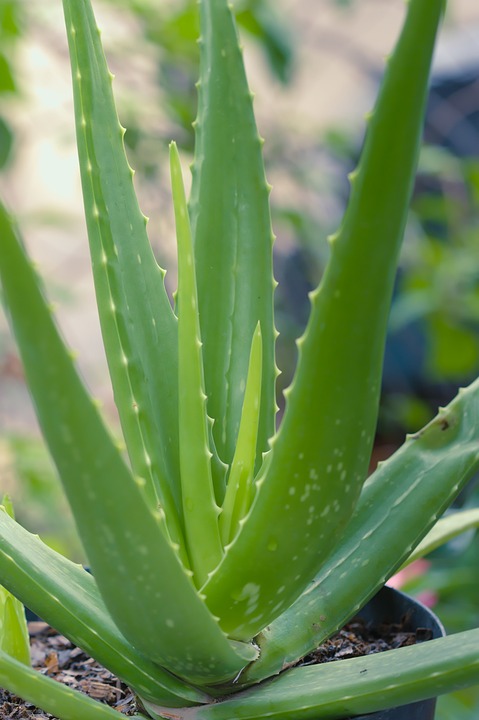 unikátna rastlina aloe vera